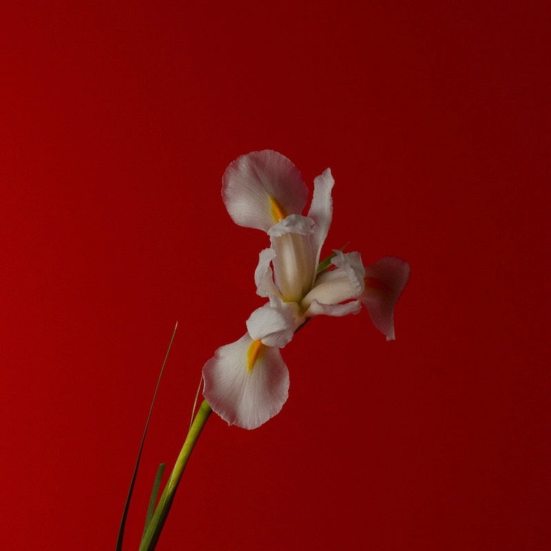 natural-perfume-nontoxic-abel